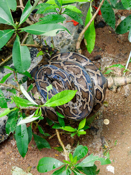 close up of a python snake