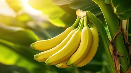 A close-up of ripe yellow bananas hanging from a plant, surrounded by lush green leaves and bathed in warm sunlight, ideal for food-related projects, marketing, or lifestyle themes,
