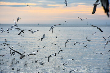 seagulls on the beach