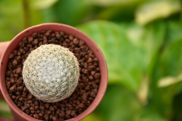 Little cactus on small pot, plant for decoration. Beautiful blooming cactus, selective focus blurred green nature background. Hobby during work from home concept.