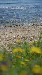 Mediterranean beach scene featuring waves gently hitting the sandy shore under a sunny sky with vibrant wildflowers in the foreground creating a peaceful outdoor atmosphere.