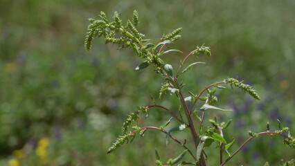 Amaranthus palmeri plant outdoors in sunny torrevieja, spain with green blurred background highlighting its natural growth and foliage detail.