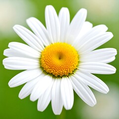 Obraz premium Close-up of a single daisy flower