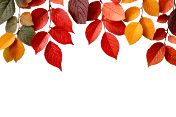 Vibrant autumn leaves on clear background