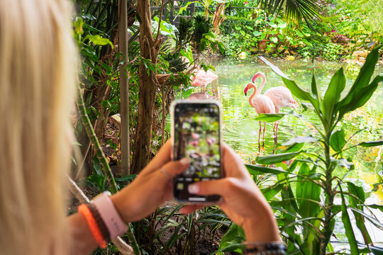 Woman tourist taking a photo of beautiful pink flamingos on a smartphone in a lush green tropical park.