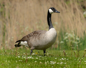 Gans
