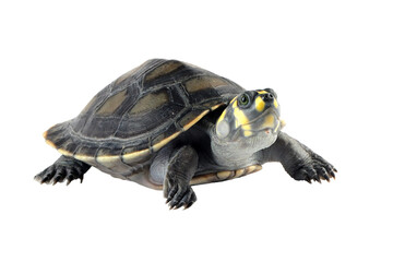 Clown turtle 