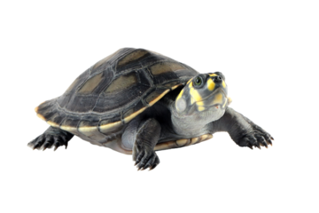 Clown turtle "podocnemis unifilis" on isolated background, Clown turtle closeup