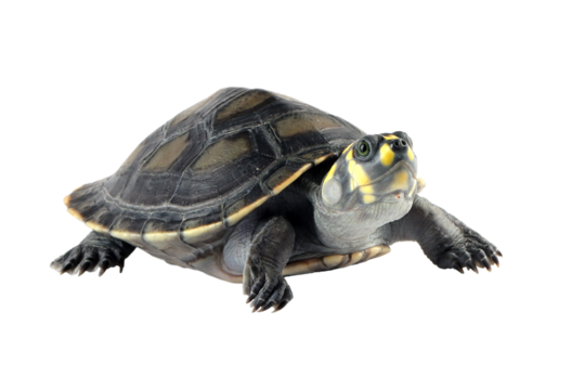 Clown turtle "podocnemis unifilis" on isolated background, Clown turtle closeup