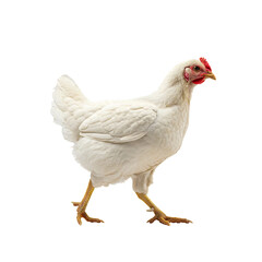 Fototapeta premium White Hen Walking Pose isolated on white transparent background, Hen PNG 