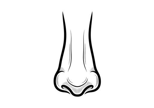Minimalistic nose illustration, symbolizing the sense of smell and sensory perception