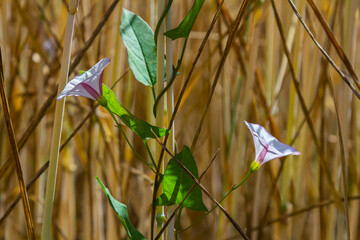 Field bindweed or Convolvulus arvensis European bindweed Creeping Jenny Possession vine herbaceous...