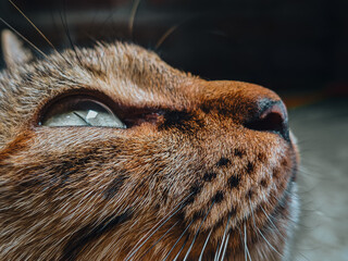 Close-up of a brown tabby cat’s face looking upward with focus, showing detailed fur and whiskers