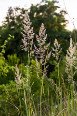Calamagrostis arundinacea is a species of bunch grass in the family Poaceae, native to Eurasia,...