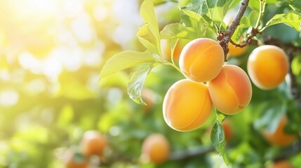 Fresh apricots hanging on a tree branch in the sunlight during summer season