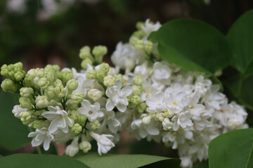 Fototapeta premium White flowers and blossoms of Lilac on springtime. Syringa vulgaris bush in bloom in the garden