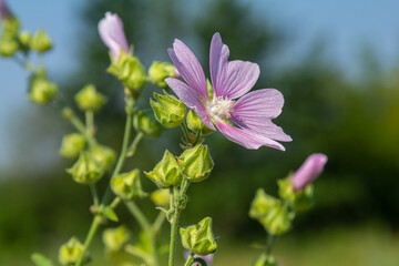 Close-up of beautiful flowers in the sun in spring. Malva common. Malva sylvestris. Common mallow