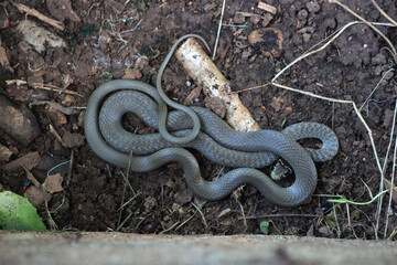 Young European Rat snake or coluber in the garden. Hierophis viridiflavus.Colubridae family
