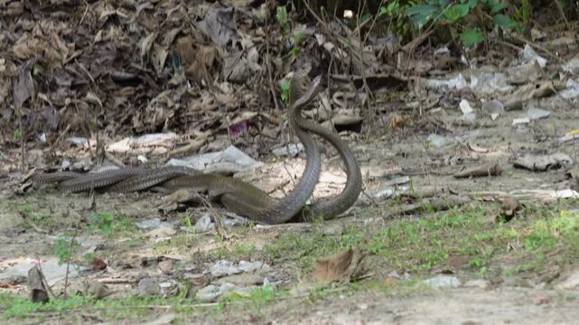 The mating season Indian Rat Snakes
