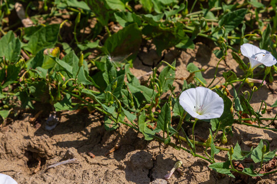 Field bindweed or Convolvulus arvensis European bindweed Creeping Jenny Possession vine herbaceous perennial plant with open and closed white flowers surrounded with dense green leaves