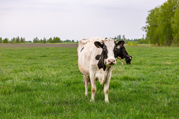 Cow herd in the countryside. Cows on farmland. Farming. Grazing cows. Countryside landscape and...