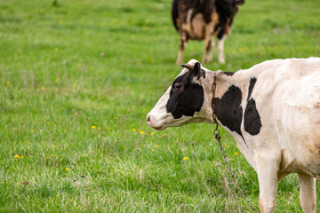 Close-up of a cow on a lawn. Spotted cow grazing on a beautiful green meadow. Holstein cow resting...