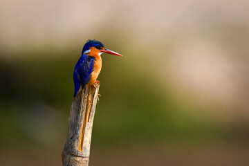 Malachite kingfisher on split post looking downward
