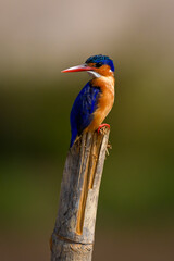 Malachite kingfisher on split post looking round