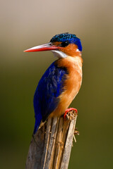 Malachite kingfisher on split post looking back