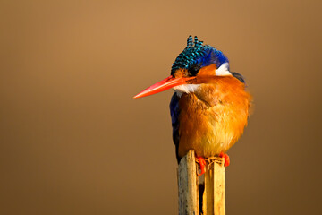 Malachite kingfisher on split post looking down