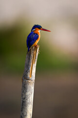 Malachite kingfisher on split post staring downward