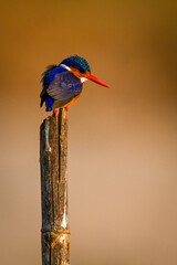 Malachite kingfisher on split post stares down