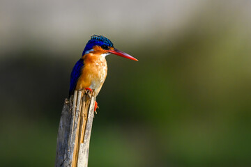 Malachite kingfisher on split post looks down