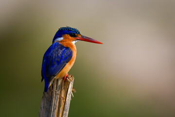 Malachite kingfisher on split post staring down