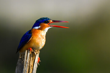 Malachite kingfisher on split post opens beak
