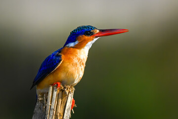 Malachite kingfisher on split post lifts beak