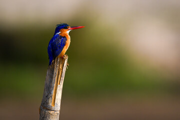 Malachite kingfisher on split post staring upward