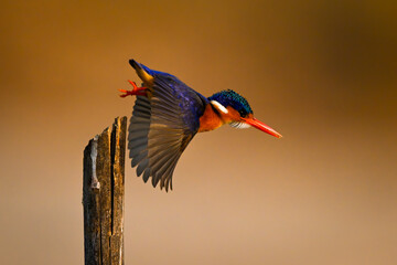 Malachite kingfisher on split post taking off