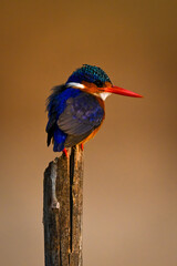 Malachite kingfisher on split post turns head