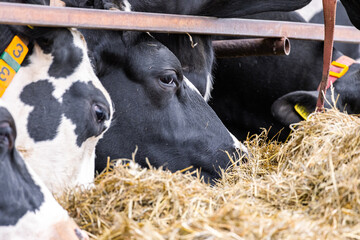 Cow eating in the farm. Portrait Holstein Cows in modern farm livestock animal with sunlight....