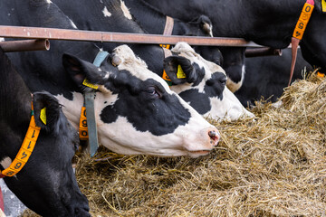 Calf cow in cage, caring on bio farm farming, feed hay grass silage pets, dairy cattle breeds,...