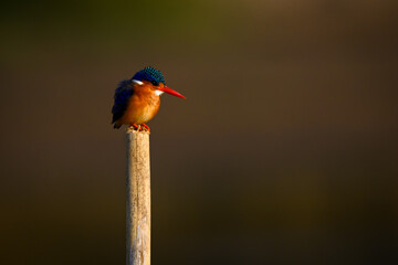 Malachite kingfisher on wood post stares down