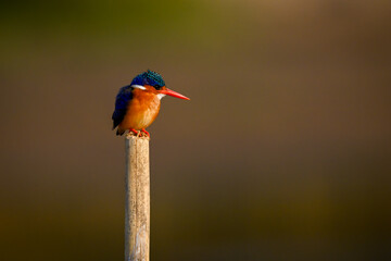 Malachite kingfisher on wood post looks down