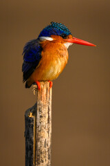 Malachite kingfisher on wood post looks right