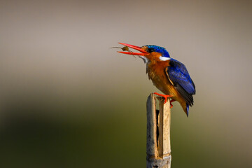 Malachite kingfisher on wood post tossing bug