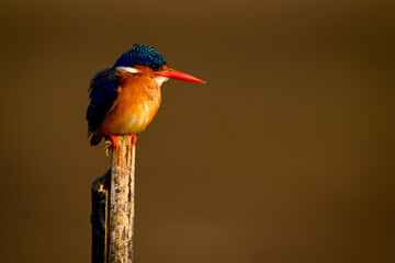 Malachite kingfisher on wood post stares right