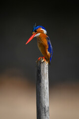 Malachite kingfisher on wooden post cocking head