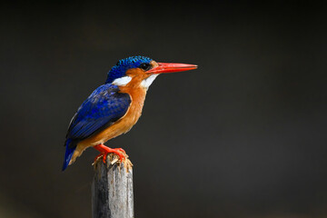 Malachite kingfisher on wooden post facing right
