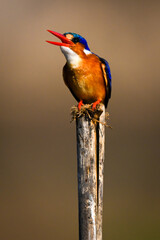 Malachite kingfisher on wooden post opening bill