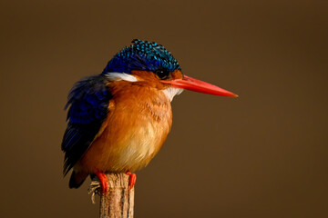 Malachite kingfisher on wood post looking right